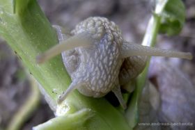 Weinbergschnecke