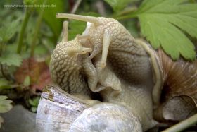 Weinbergschnecke