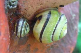 Garten-Bänderschnecke