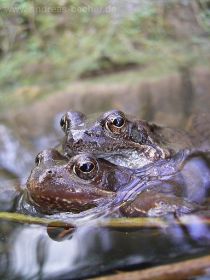 Grasfrosch