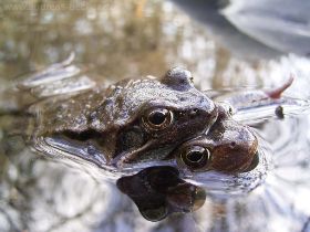 Grasfrosch