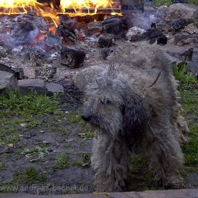 aschefarbener Hund