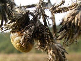 Bänderschnecke und Spinne