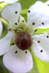 Marienkäfer in Obstbaumblüte