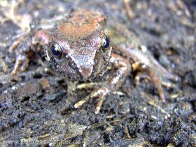 Springfrosch