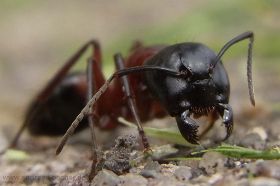 Braunschwarze Rossameise