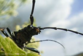 Moschusbock