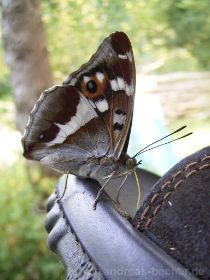 Großer Schillerfalter