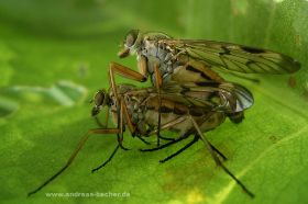 Schnepfenfliege