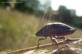 Schildkrötenwanze