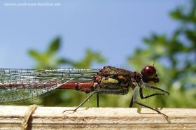 Frühe Adonislibelle