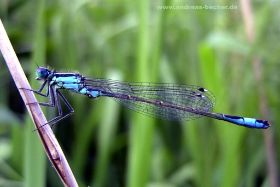 Libelle