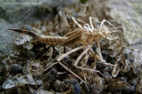 Libellen-Larvenhülle