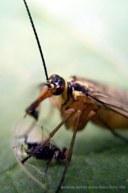 Skorpionsfliege